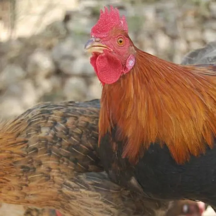 太行山山林纯粮散养两年老母鸡（1只）食用