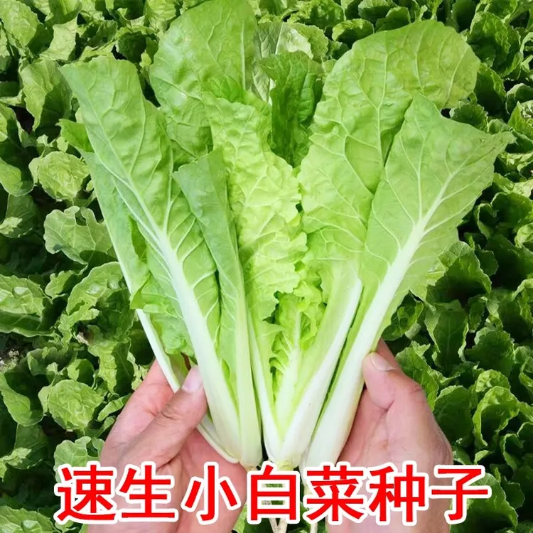 四季奶油小白菜种子油青甜菜苔菜园小青菜春夏季耐热蔬菜种子