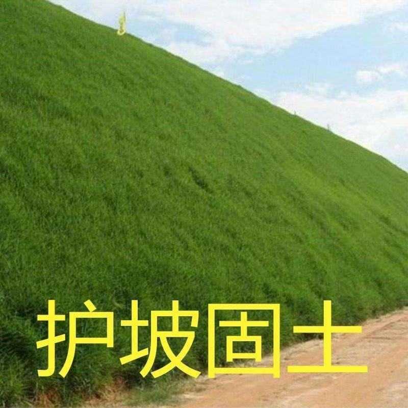 护坡固土草种籽耐旱四季青植物高羊茅鱼塘河堤高速边坡绿化草种子