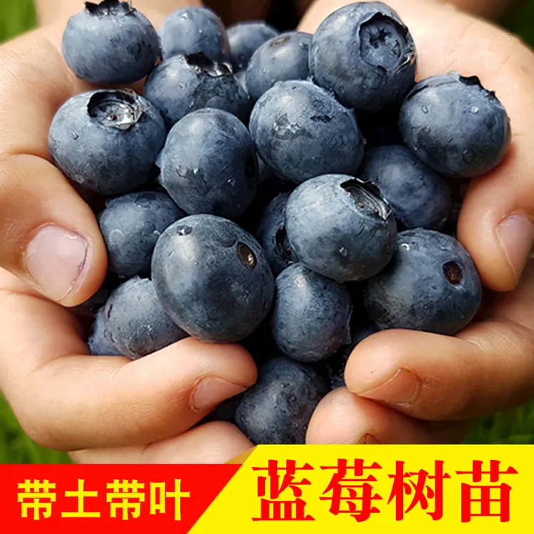 蓝莓树苗南北方种植可庭院阳台地栽盆栽带土带叶水果苗 当年结果