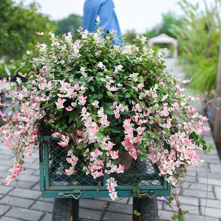 海蒂的花园花叶络石多年生植物室外庭院花园叶子颜色多变好养种植