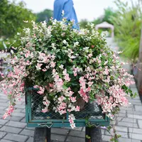 海蒂的花园花叶络石多年生植物室外庭院花园叶子颜色多变好养种植