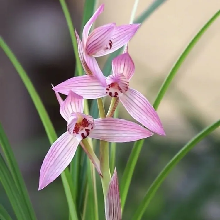 兰花苗春剑新津胭脂传统铭品绿植花卉兰花盆栽好养活