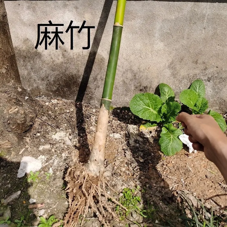 麻竹大型竹子绿植造林竹竹子粽叶竹植物简单麻竹笋种苗