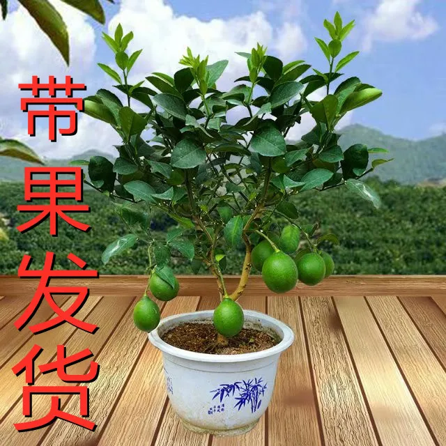 广东香水柠檬北京柠檬室内盆栽