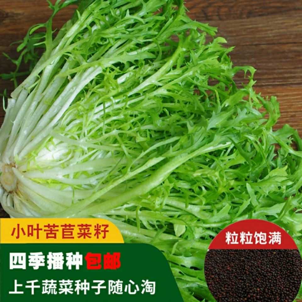 苦苣种子苦菊菜籽黄心细叶四季阳台盆栽蔬菜种孑生菜青菜农家包邮