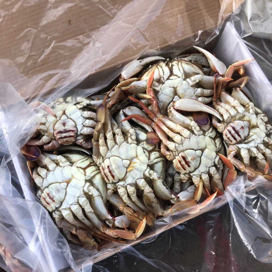 彬哥Bingo东海石蟹超低温冻沙蟹10~12只装1500g