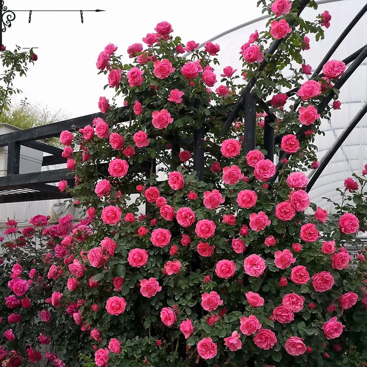 【粉色达芬奇】爬藤月季 多头抗病性强 丰花