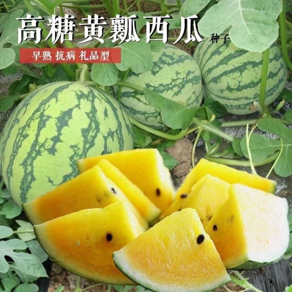 超甜黄金宝西瓜种子绿皮黄瓤黄心礼品西瓜种籽四季播庭院蔬果种子