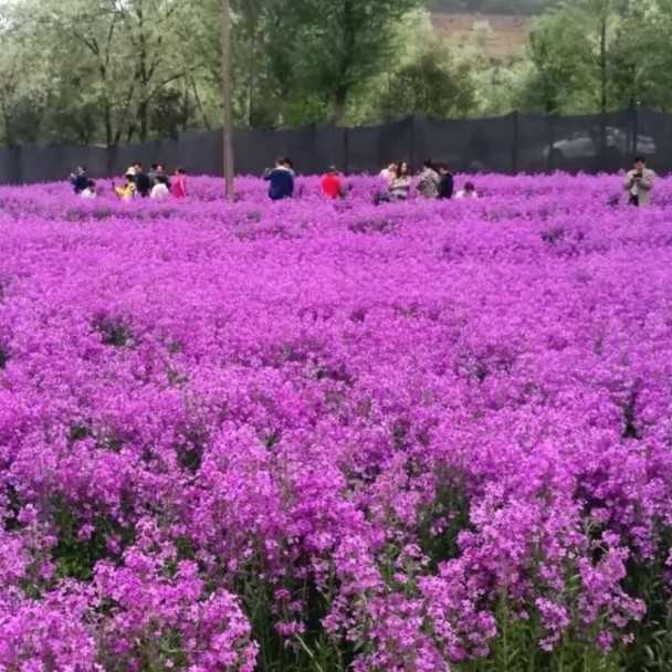 蓝香芥种子现在已经可以播种了