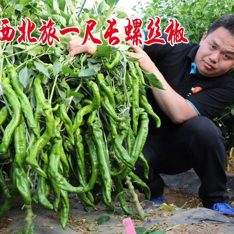 豫艺西北旅一尺长（西北旅33） 高产 优质螺丝椒种子 1000粒