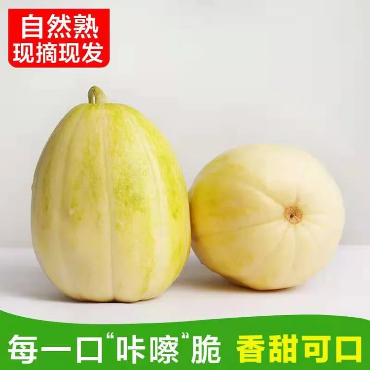 内蒙先锋镇黑柳子白梨脆甜瓜8-9斤产地现摘顺丰现发大田甜瓜