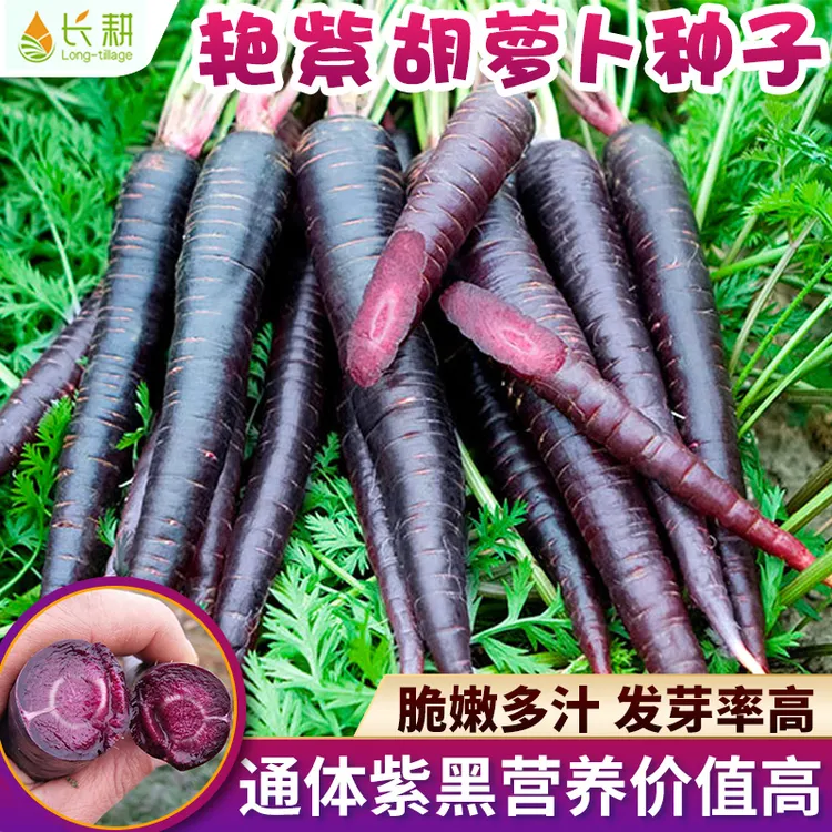 进口紫黑胡萝卜种子水果艳紫胡萝卜种种籽阳台盆栽四季蔬菜种孑