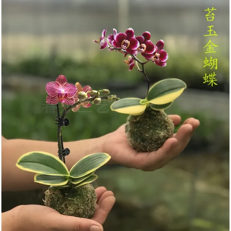 蝴蝶兰迷你金边兰花矮种金叶咖啡带花苞名贵盆栽花卉植物花苗兰草