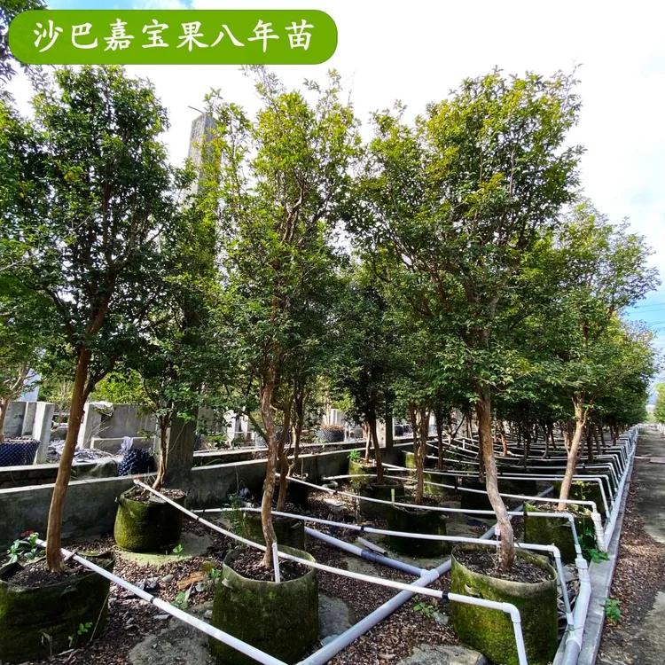十一年沙巴嘉宝果树苗台湾树葡萄树苗绿植花园庭院观赏盆栽