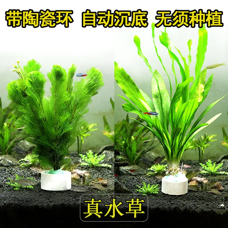 水草活体耐植物绿菊蜈蚣草绿九冠鱼缸原生直接入缸套餐鱼缸造景