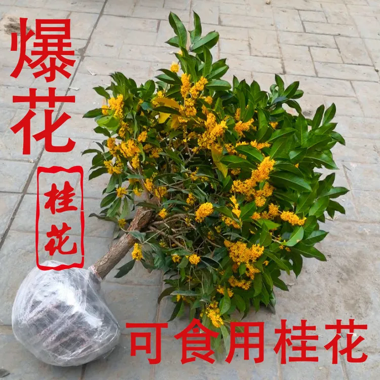 浓香型桂花盆栽四季桂金桂丹桂庭院阳台盆栽地栽耐寒