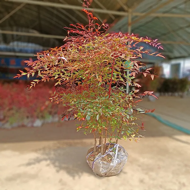 丛生南天竹树苗老桩盆景火焰红天竺庭院绿化苗木花园耐寒观叶植物