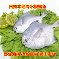 日照冷水海域野生银鲳鱼5-6条左右/斤新鲜海鲜冷冻顺丰发货4斤