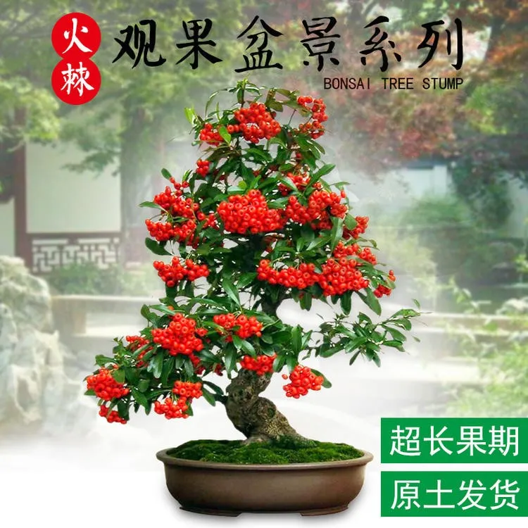 火棘盆栽盆景老桩绿植观花观果植物阳台客厅庭院当年挂果