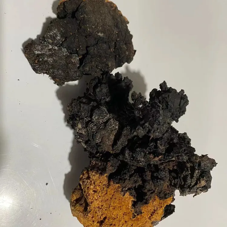 神顶峰 桦树茸 干品500克