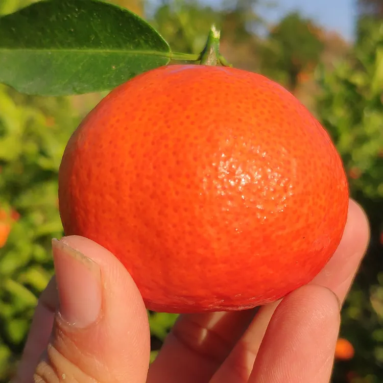 世纪红宽皮柑橘东方红桔糖树上自然成熟桔现采现发5斤包邮