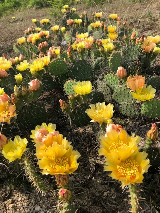 仙人掌修罗团扇药用种植皆可，刺多花美果子好吃叶片很圆外形迷人