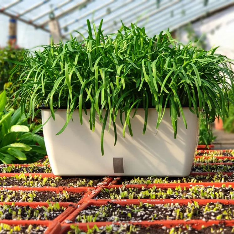 山东韭菜根苗紫根盆栽现挖紫红根蔬菜四季种植宽小大叶农家九菜阳