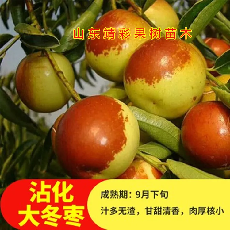 枣树苗 沾化大冬枣 脆甜 葫芦枣 和田大枣 胎里红枣苗 品种齐全