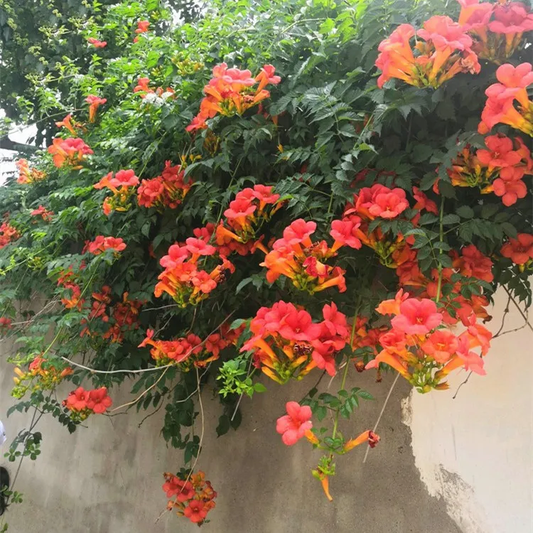 凌霄花攀援盆栽粉色凌霄花苗别墅庭院爬藤花卉风景树阳台花园植物