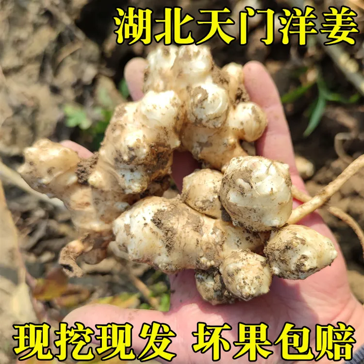 洋姜新鲜湖北特产现挖野生鬼子姜农家酱菜腌菜甜阳姜菊芋5斤3斤