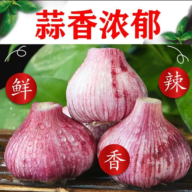 【新鲜大蒜】陕西富平新鲜大蒜农家自种鲜嫩辛辣味十足包邮鲜蒜