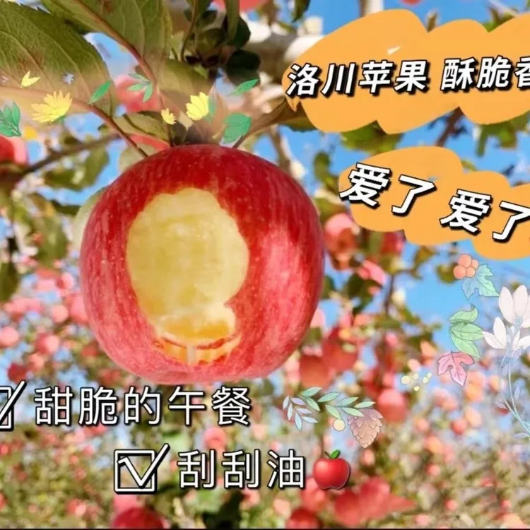 【粉丝专享】新鲜正宗洛川红富士苹果5/8斤装 脆甜多汁 包邮