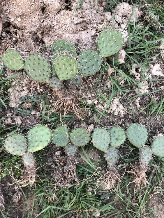 修罗团扇仙人掌，开花结果，整颗带根子，特殊造型很可爱