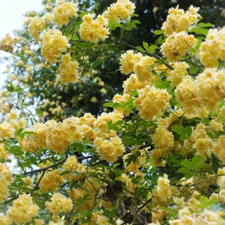 美观黄木香浓香白木香多分枝四季红木香庭院阳台丰花盆栽地栽花苗