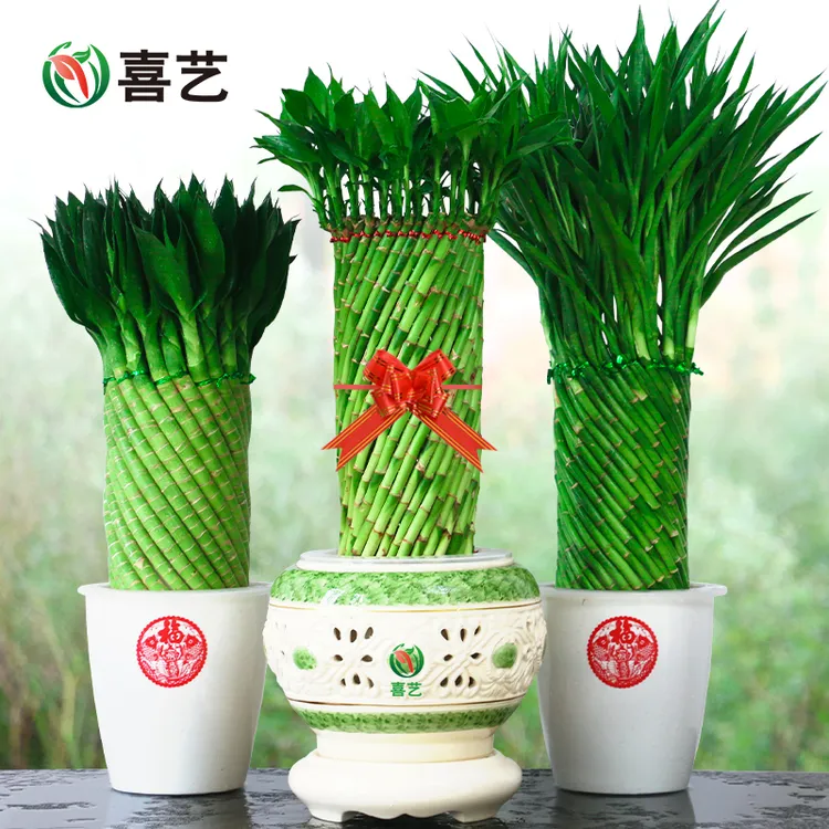 带根好养富贵竹植物水养发财竹客厅室内四季大型绿植花卉盆栽送人