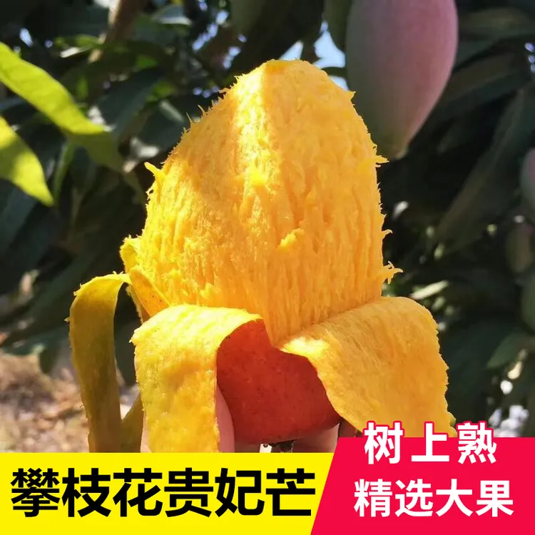 攀枝花贵妃当季新鲜水果香甜多汁孕妇小孩可食