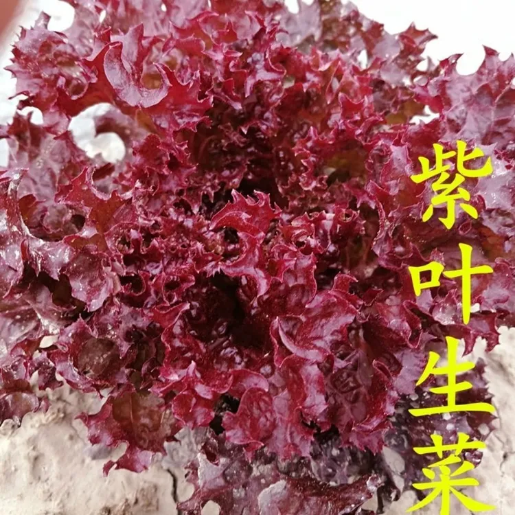 红叶罗莎紫生菜种子紫色沙拉生菜紫叶菜四季菜盆栽蔬菜孑奶油蔬莱