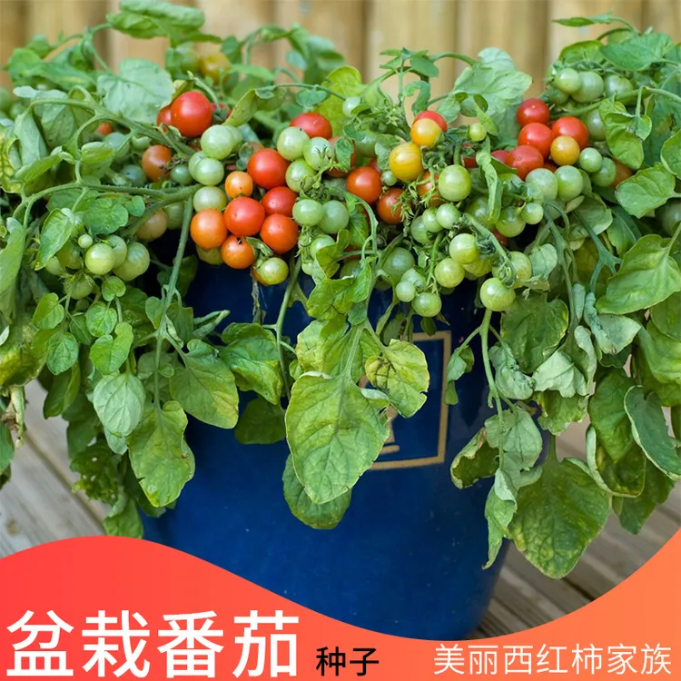 盆栽番茄种子樱桃小西红柿矮生圣女果番茄籽四季阳台盆栽蔬菜种孑