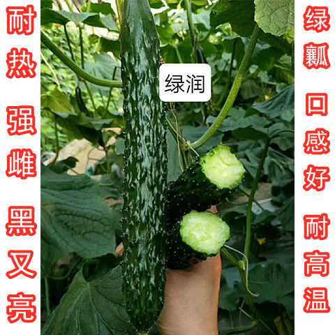 黄瓜种子强磁耐热水果黄瓜种子黑又亮绿瓤黄瓜种子大棚大田阳台种