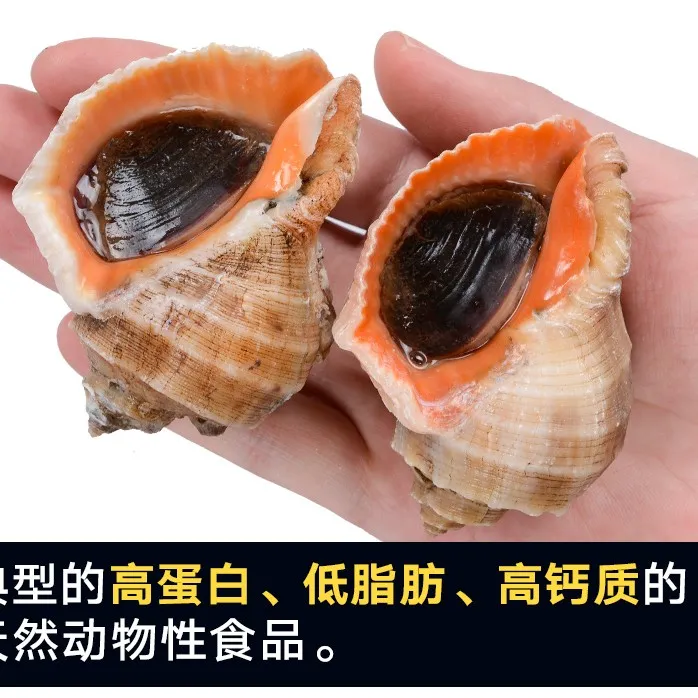 连云港鲜活野生净重一两左右四斤鲜甜海捕鲜嫩捕捞饱满海螺大海螺