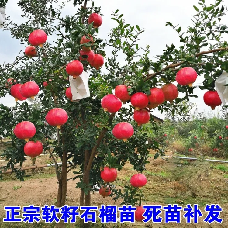 石榴树苗突尼斯软籽盆栽地栽庭院果树成活高带土无籽甜石榴树苗