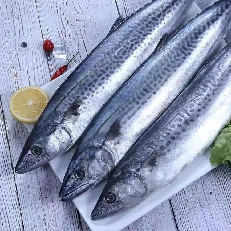 连云港发货   鲅鱼（马鲛鱼）  5斤/8斤  【8两-1斤/条】