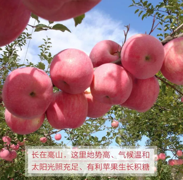 秦安县红富士苹果当季鲜摘脆甜沙脆包邮