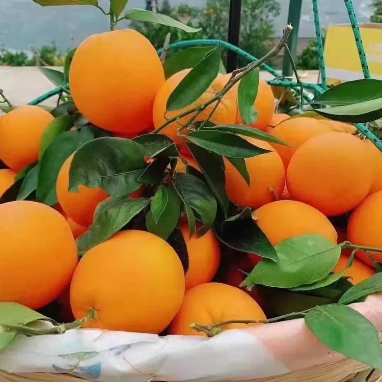 重庆奉节产地自然成熟脐橙福本带箱20斤装包邮奉节脐橙
