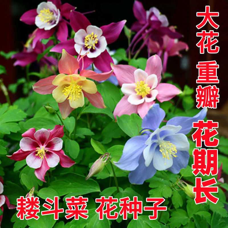 耧斗菜多年生耐寒花卉好养易种易活地栽盆栽