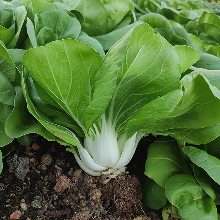 小白菜种子矮脚青菜种籽子菜籽种大全四季阳台盆栽矮黄帝蔬菜种孑