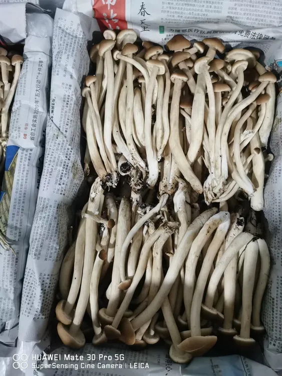 新鲜福建的茶树菇一份是2斤鲜味无比口感清脆酒店专用食用菌食材