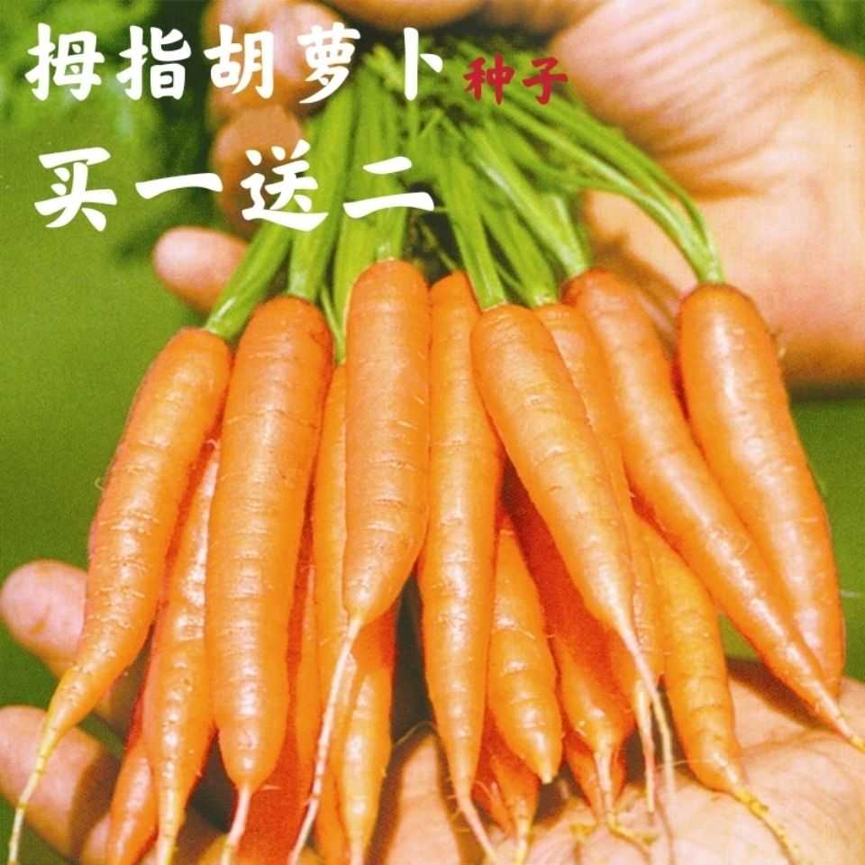 手指胡萝卜种子迷你水果小胡萝卜种子农家四季阳台盆栽蔬菜种籽子