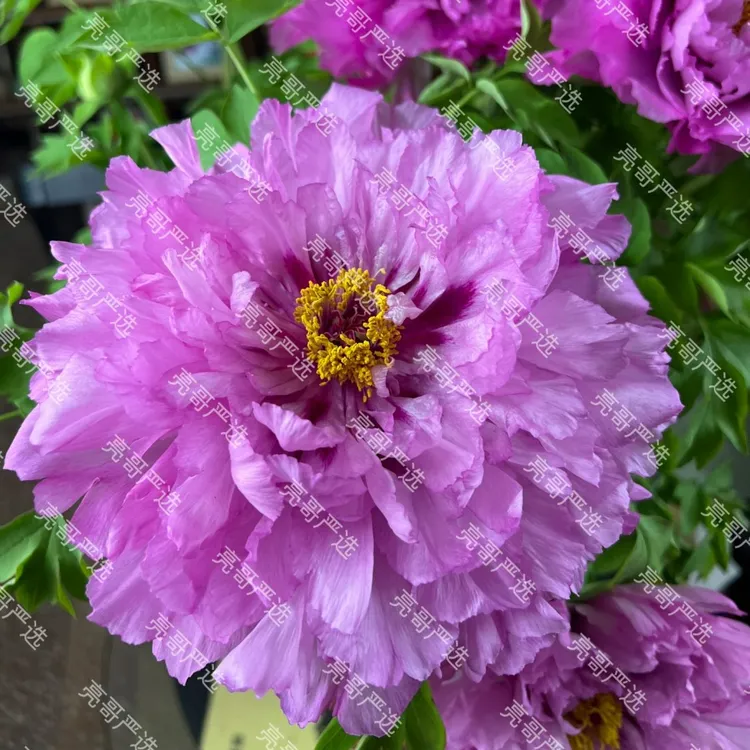洛阳高品年宵花反季催花牡丹四季反季催花牡丹
